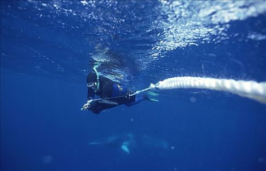 矮小,小须鲸,研究人员,数据,鲸,靠近,大堡礁,澳大利亚