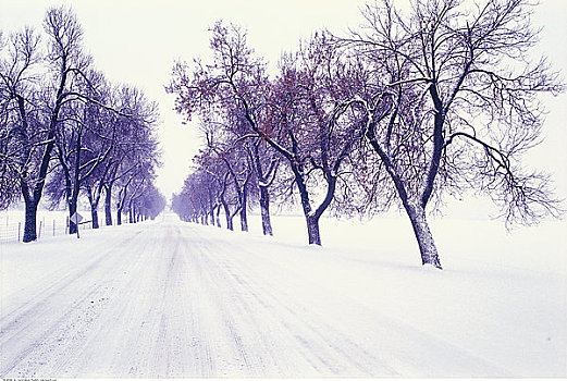 冬天,道路,树