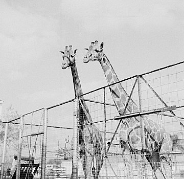 两个,长颈鹿,动物园