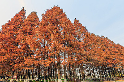 初冬时节红色的杉树林