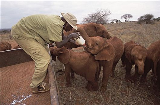 非洲象,看护,喂食,奶瓶,孤儿,东察沃国家公园,肯尼亚