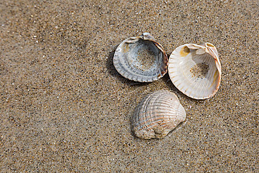 壳,海滩,沙子,荷兰,欧洲