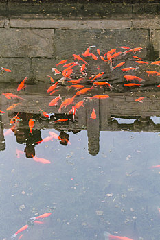 金色,鱼,水塘,公园,北京