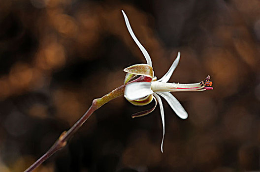 天竺葵,格格普自然保护区,纳马夸兰,南非,非洲