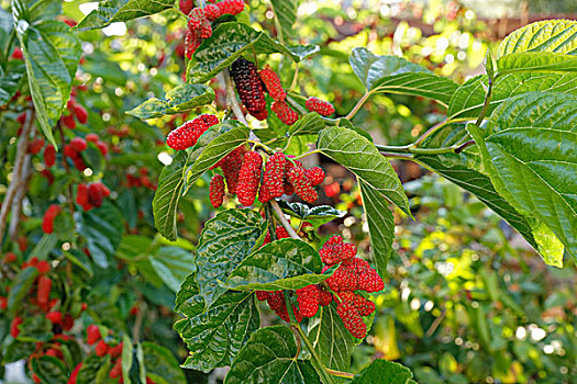 红色浆果,树枝,黑色,桑葚,土耳其,亚洲