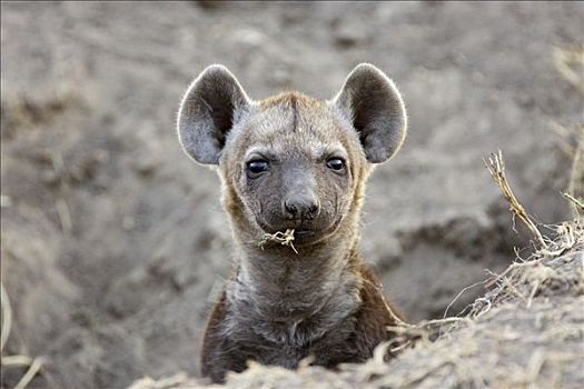 斑鬣狗,11星期大,老,幼兽,偷窥,室外,窝,草,嘴,马赛马拉国家保护区,肯尼亚