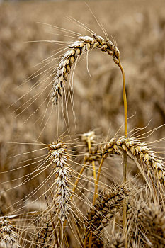 河南的小麦,受,烂场雨,影响,部分麦穗发黑