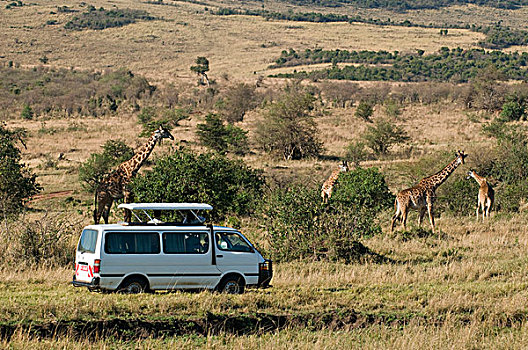 旅游,长颈鹿,马赛马拉国家保护区,肯尼亚