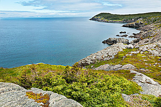 岩石,海岸线,海岸,靠近,湾,纽芬兰,加拿大
