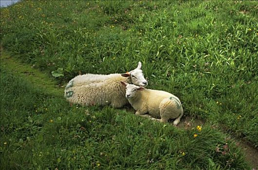 法国,上萨瓦省,母羊,羊羔