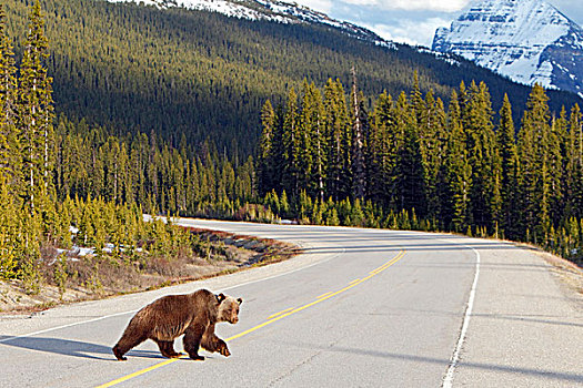 成年,大灰熊,冰原大道,班芙国家公园,艾伯塔省,加拿大