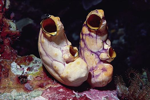海鞘类,一对,脚,深,所罗门群岛