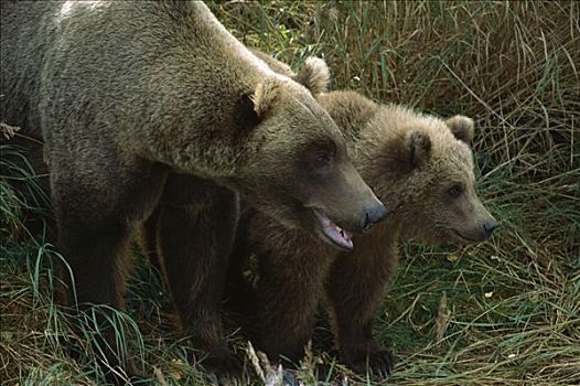 大灰熊,棕熊,母兽,一岁,幼兽,阿拉斯加