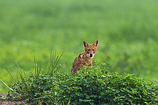 豺,盖奥拉迪奥,国家公园,印度