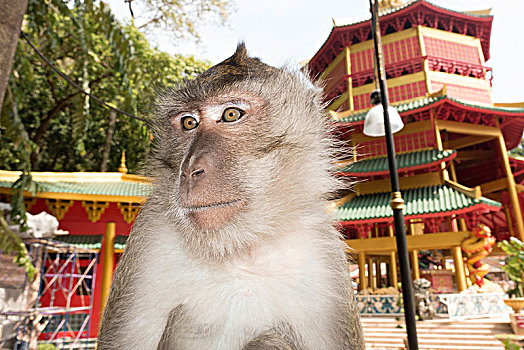 猴子,短尾猿,弥猴属,虎,洞穴,庙宇,寺院,甲米,省,泰国,亚洲