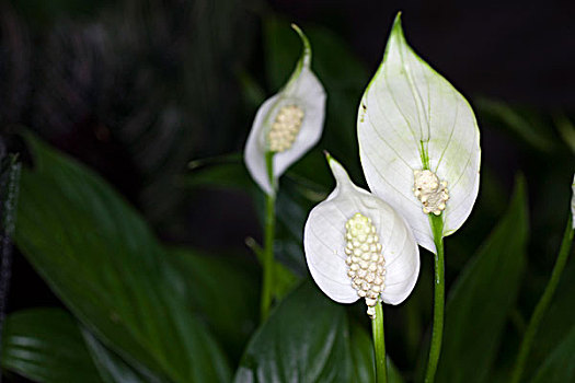 花卉,微距,特写,美丽,漂亮,诱惑,花朵,生机,鲜艳,艳丽,马蹄莲