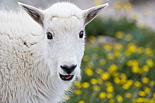 石山羊,雪羊,自然荒野区,科罗拉多,美国