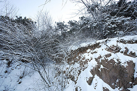 雪景