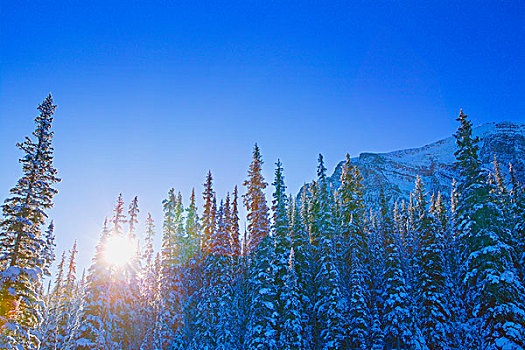 太阳光线,上方,山,不列颠哥伦比亚省,加拿大