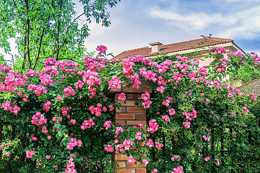 春天碧桂园别墅盛开的美丽的蔷薇花