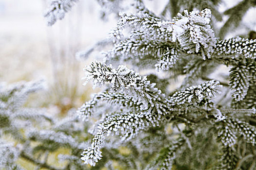 松枝雪挂