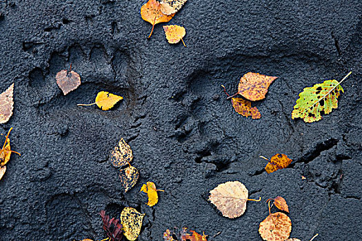 秋叶,休息,熊,轨迹,楚加奇州立公园,阿拉斯加,秋天
