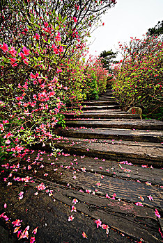 杜鹃花,大别山