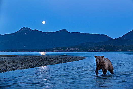 大灰熊,站立,三文鱼,河流,下方,上升,满月,湾,卡特麦国家公园,保存,西南方,阿拉斯加,夏天