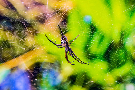 上郎蜘蛛,蜘蛛网,神秘,岛屿,瓦努阿图,大洋洲
