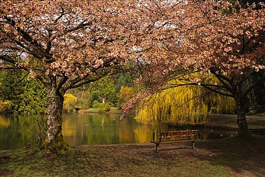 樱桃,柳树,树,中央公园,不列颠哥伦比亚省,加拿大