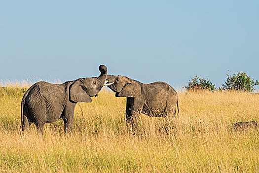 东非,肯尼亚,马赛马拉国家保护区,三角形,马拉河,盆地,非洲象