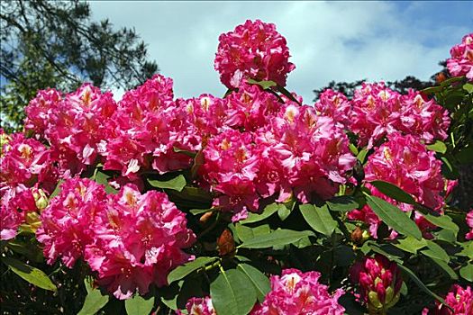 花,杜鹃花属植物,杂交品种,培育品种