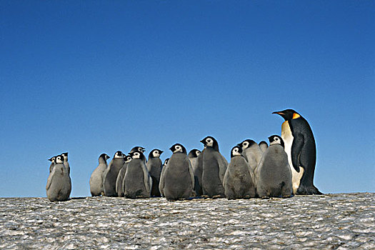 南极,牧群,帝企鹅,冬天,大幅,尺寸