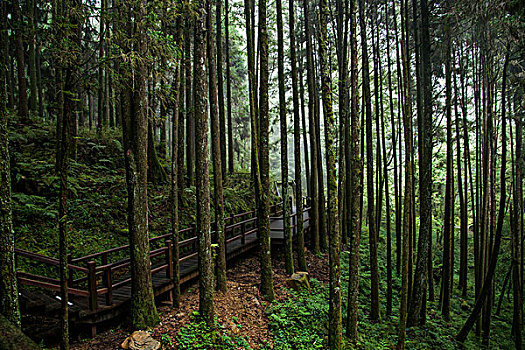 台湾嘉义市阿里山原始森林