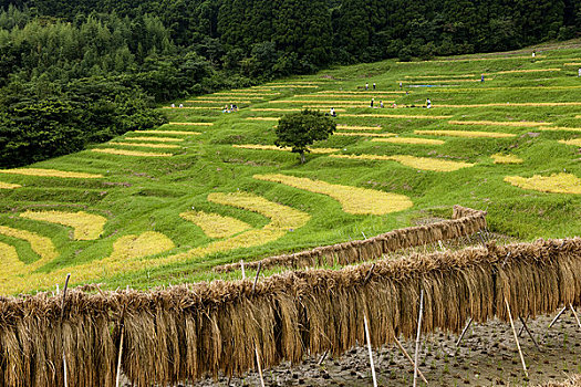 阶梯状,稻田