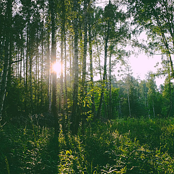 风景,绿色,日光,树林