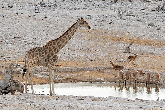 长颈鹿,黑斑羚,喝,水潭,纳米比亚,非洲