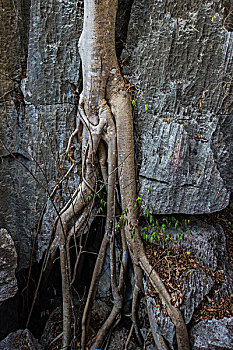 madagascar马达加斯加贝马拉哈国家公园树根在岩石上特写