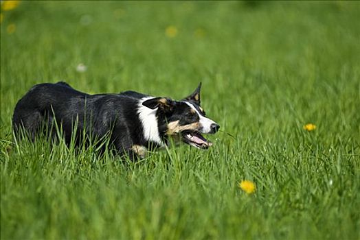 博德牧羊犬,鬼鬼祟祟,草地