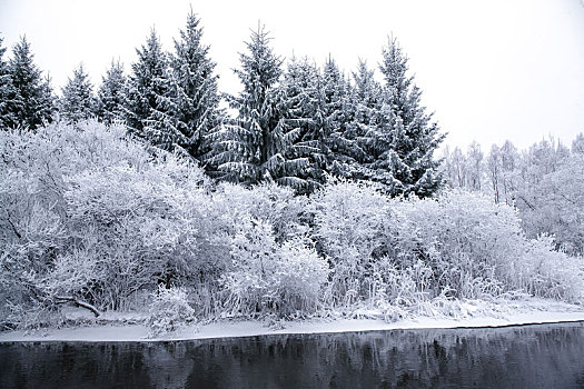 雪,树林,冬天,白天
