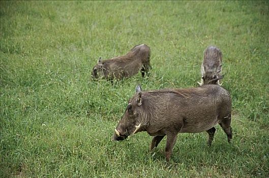 疣猪,赞比亚