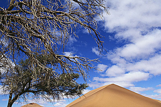 沙丘,树,纳米布沙漠
