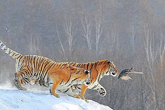 冬季东北虎捕食