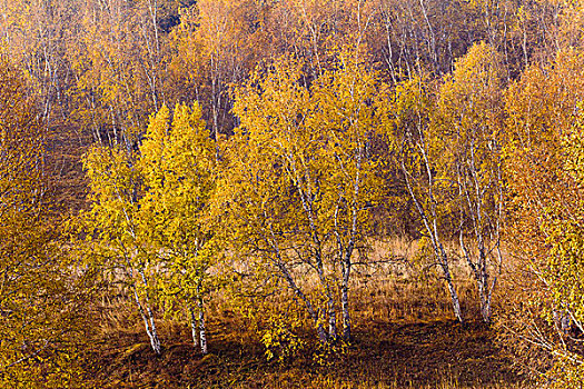 内蒙古,坝上盘龙峡谷秋天