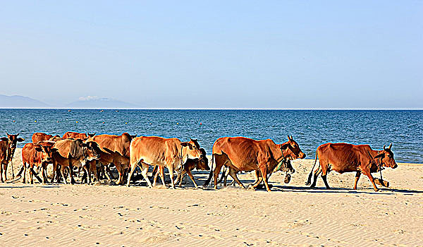 牛,沙滩,会安,广南省,越南