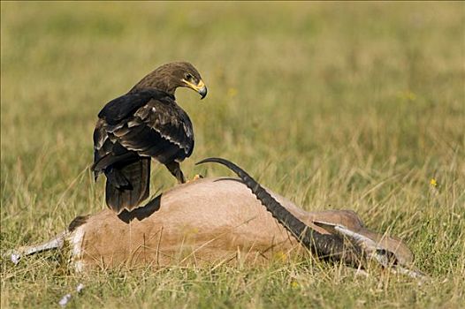 西伯利亚草原鹰,坐,汤氏瞪羚,畜体,纳库鲁湖国家公园,肯尼亚