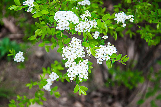 绣线菊,花朵