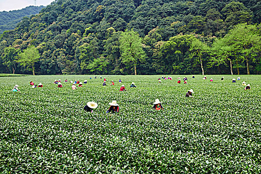 杭州梅家坞茶园采茶