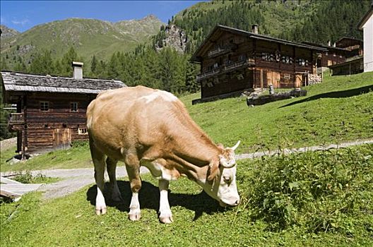 母牛,高山牧场,东方,提洛尔,奥地利,欧洲