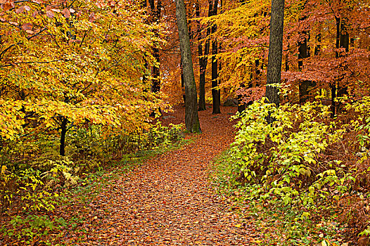 秋天,公园,瑞典